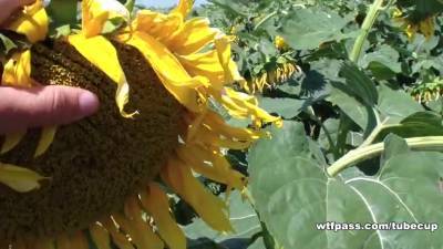 Man Fucking His Cute Amateur Girlfriend Among Sunflowers - hotmovs.com