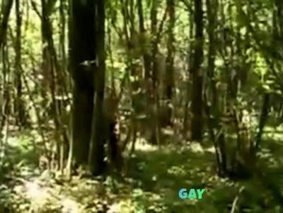 Two Gay Bears in the Woods - drtvid.com