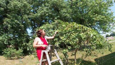 Topless Brunette Picking Cherries From The Tree - hclips.com